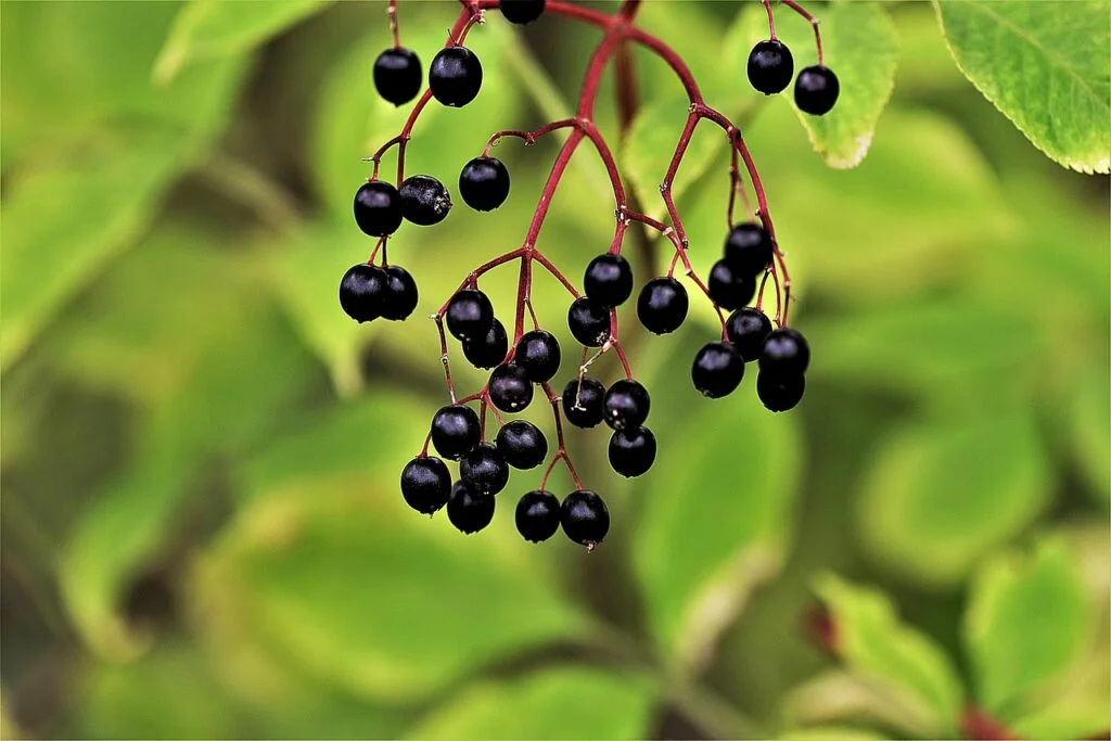 elder-berry-black-elder-2730263 MaryRuth Organics Organic Liquid Elderberry Immune Support
