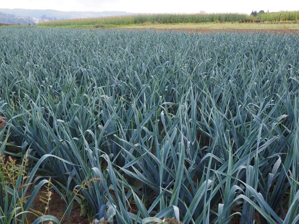 leek field, leek cultivation, field-694206.jpg