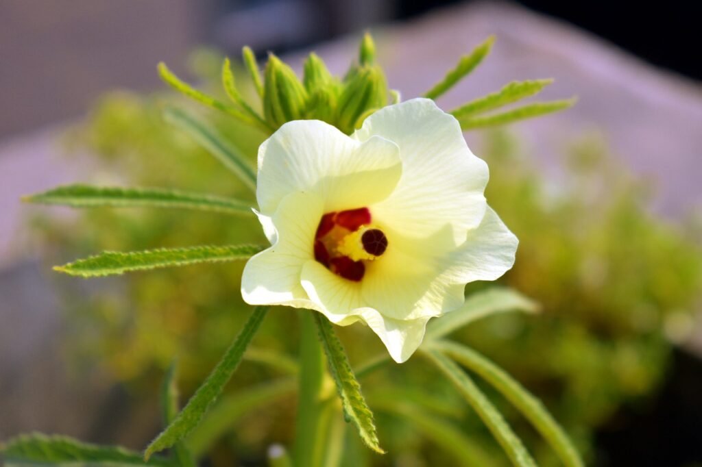 okra-flower-nature-lady-finger-2837535 okra flower, nature, lady finger-2837535.jpg