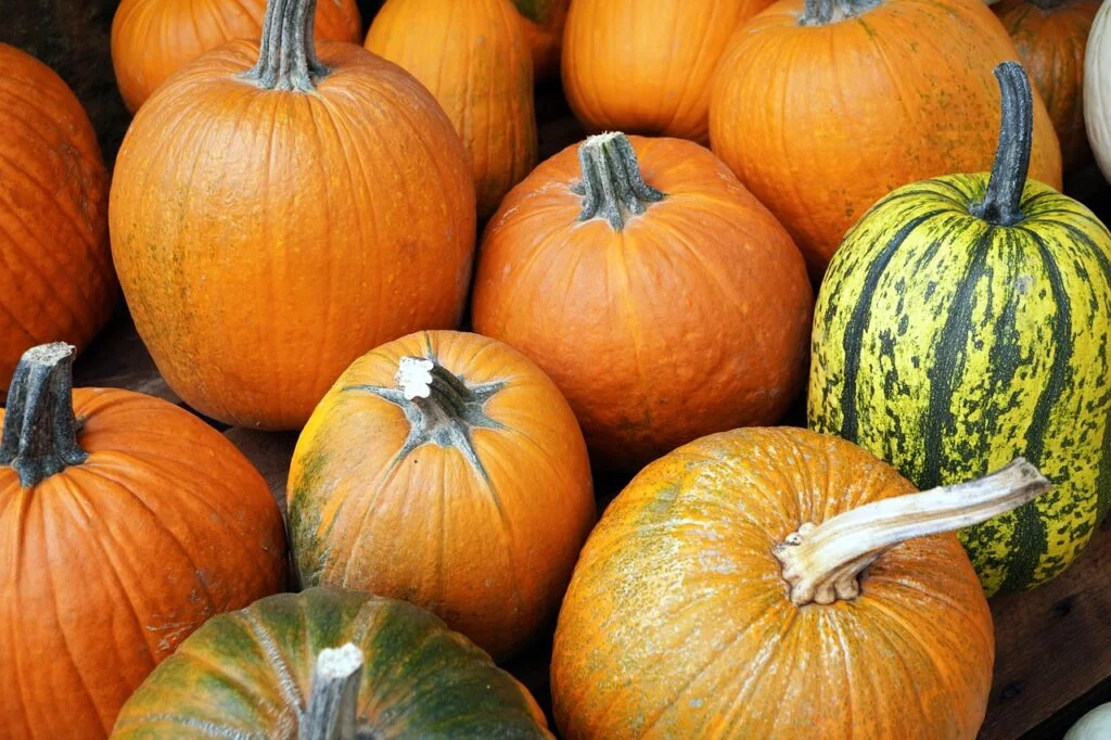 pumpkin-harvest-fall-7488964 pumpkin, harvest, fall-7488964.jpg