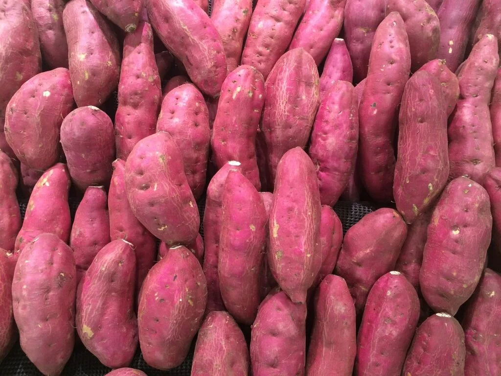 sweet-potato-red-purple-pile-1666707 sweet potato, red-purple, pile-1666707.jpg
